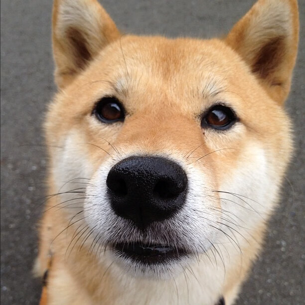 伯尔尼的协议，当瑞士钟表在梦剧场击败红色帝国