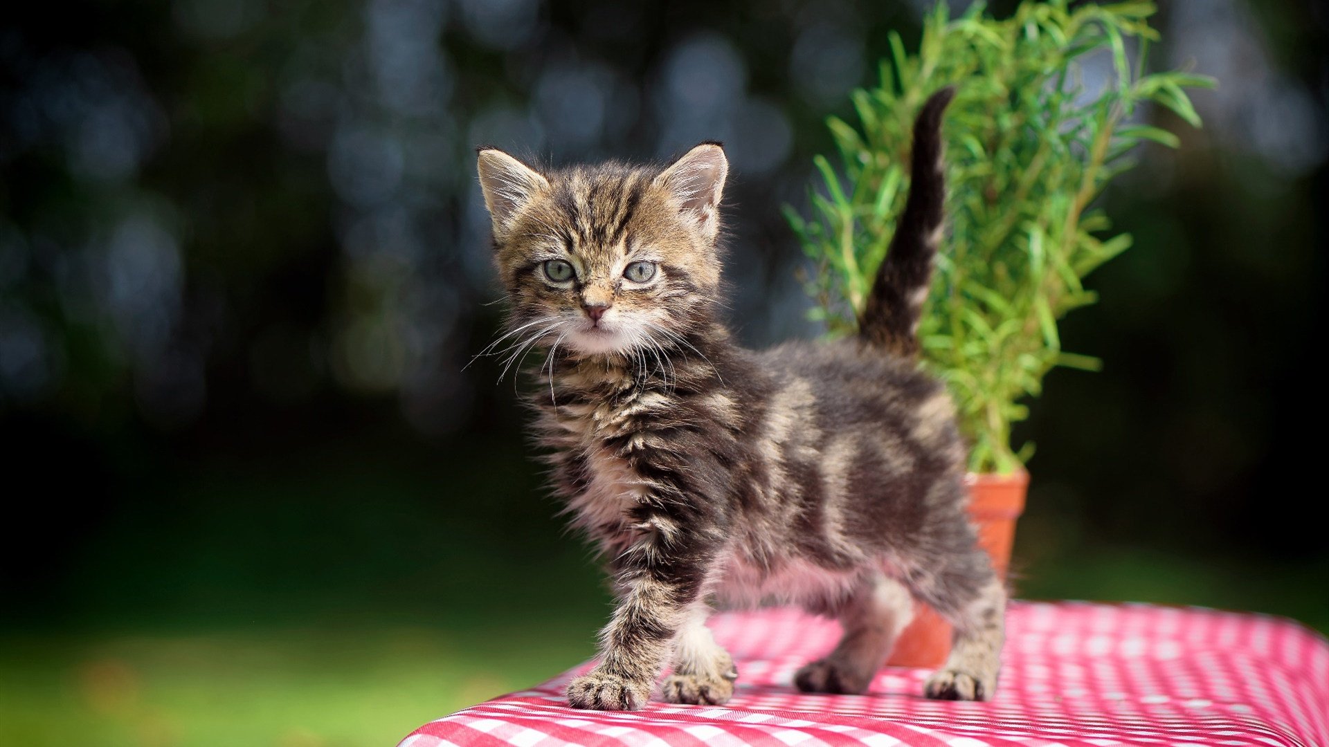 唯一的火焰,穆雷年终总决赛绝杀美网,一场穿透生涯阴霾的制胜分