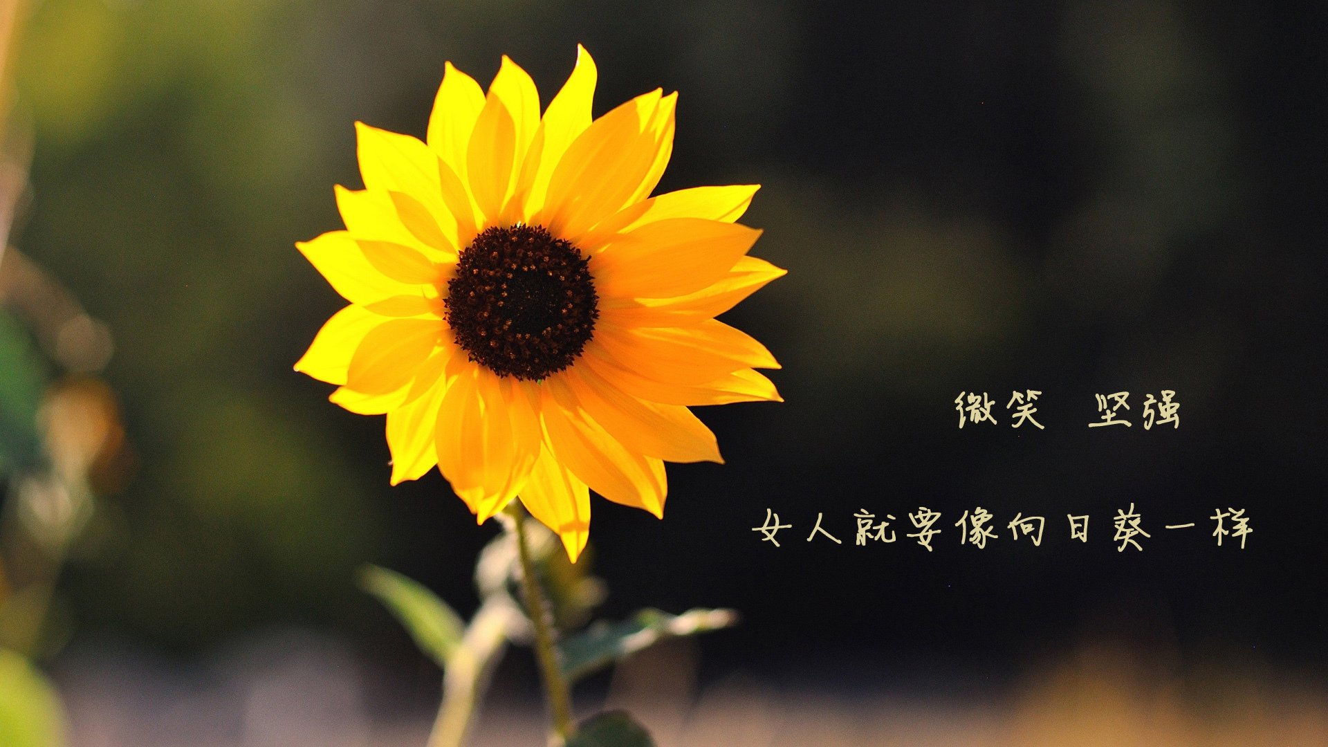 浓眉终场绝杀只是序章,绿军淘汰独行侠彰显东决底蕴