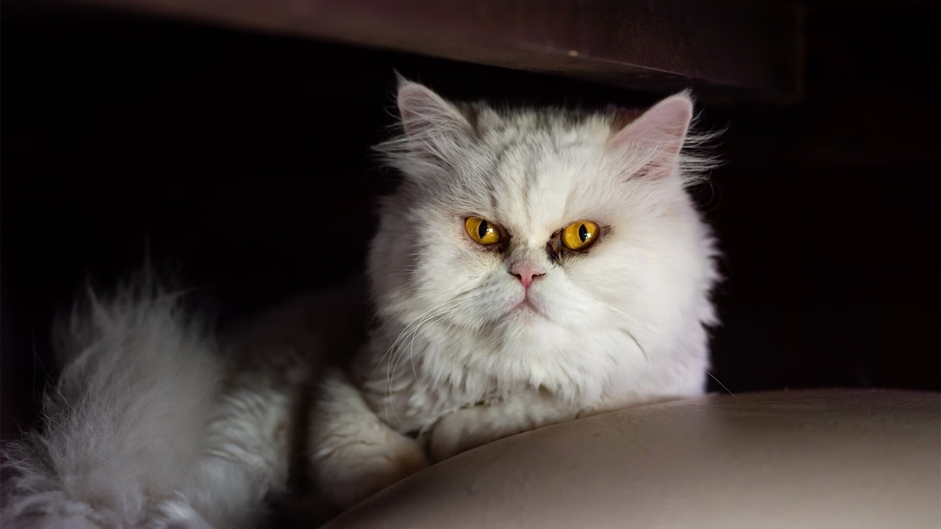 被修正的体育史，当马里拿下拜仁后，卡马文加在NBA总决赛接管比赛