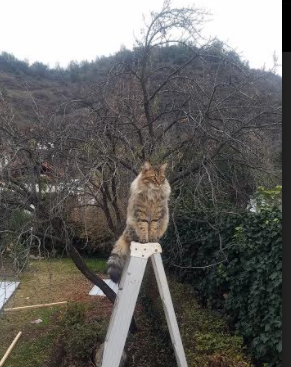 压哨绝杀！迪亚斯加时赛一剑封喉，毕尔巴鄂竞技气走费内巴切