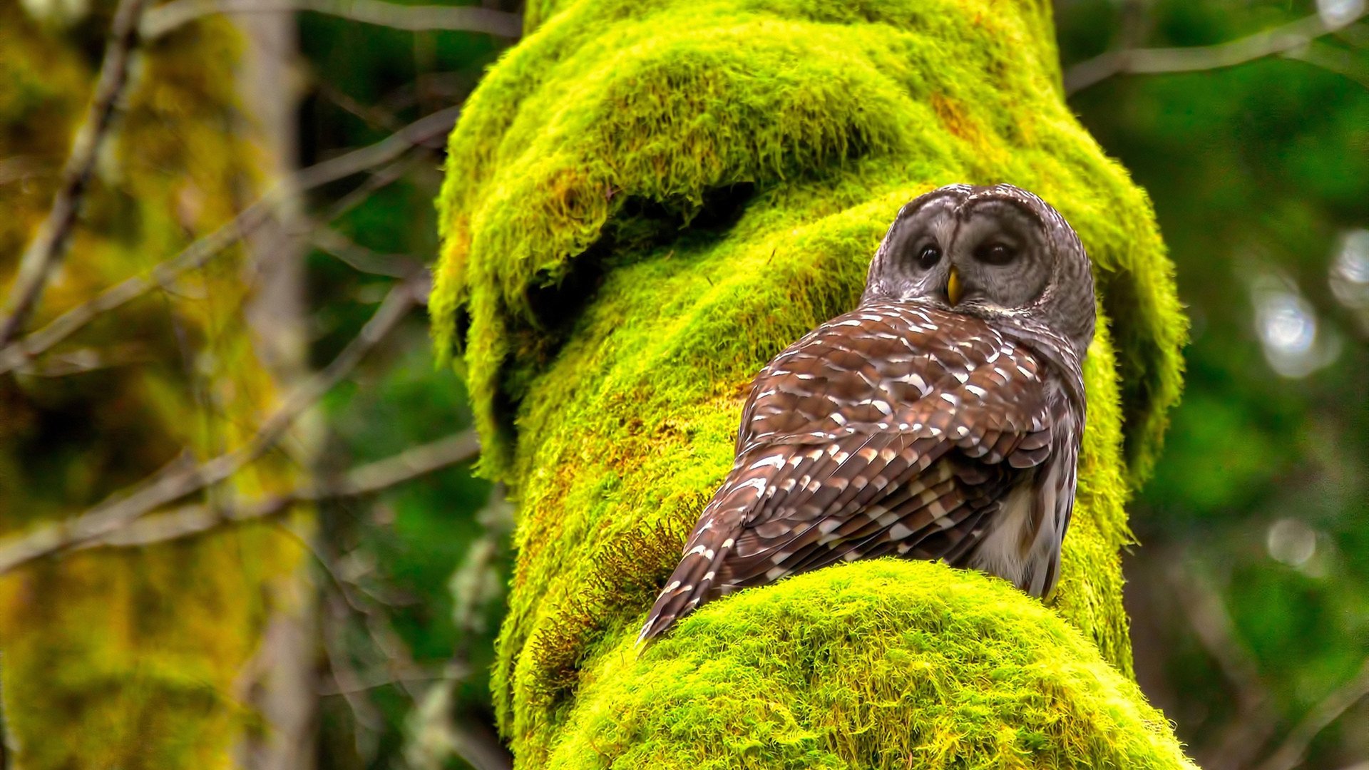 中国红龙强势晋级罗马决赛，卡塞米罗关键先生闪耀绿茵场