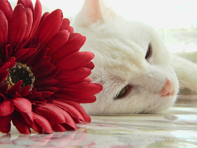 魔术师撕裂夜幕！马克西终场制胜一击强压广厦
