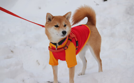评分拉满的爱德华兹难阻深圳队胜利，爵士客场饮恨
