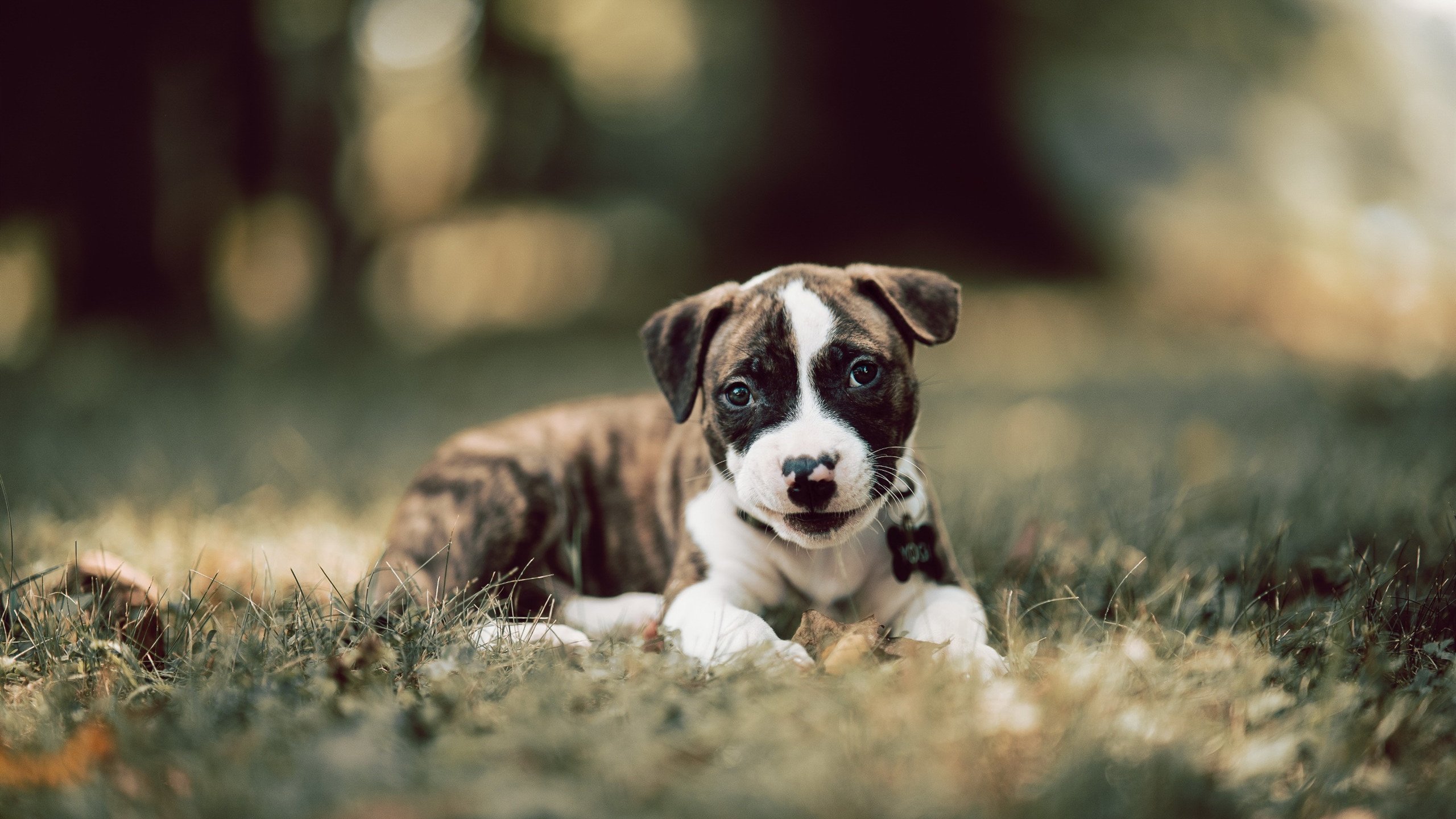 绿茵场上的双重奏，意甲焦点战与伊朗塞内加尔巅峰对决的激情共鸣