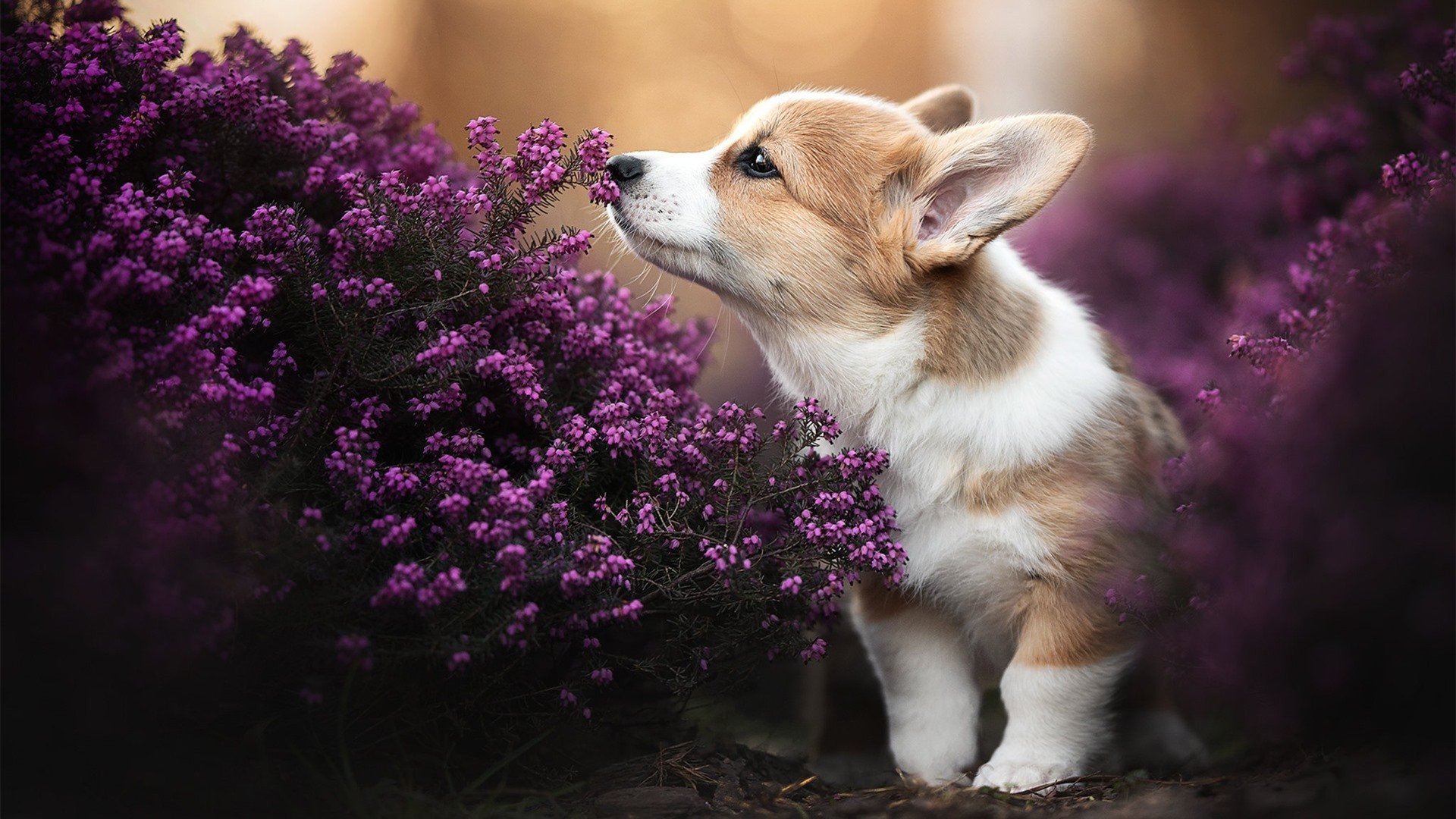 跨联盟梦幻对决，恩比德连续得分狂潮，黄蜂击溃吉林队