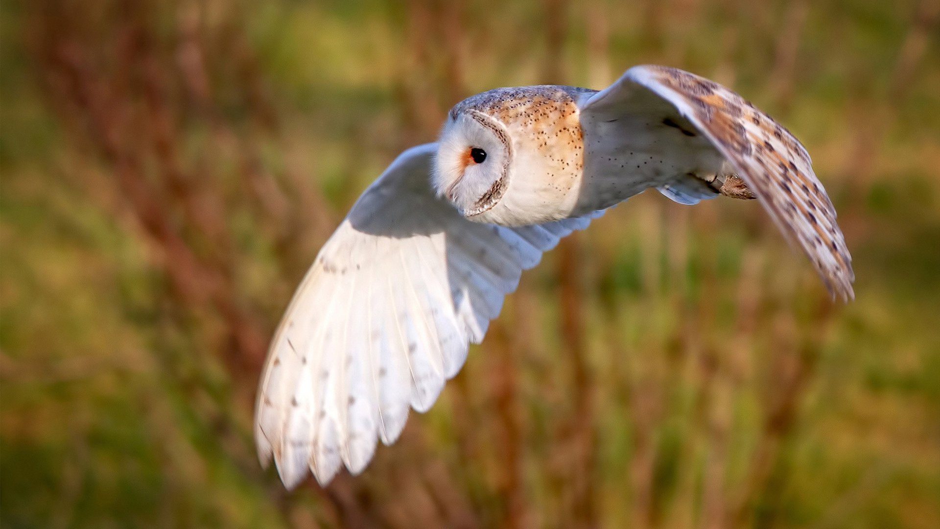 哈弗茨爆发难挡厄瓜多尔锋芒，摩纳哥之夜悬念提前终结